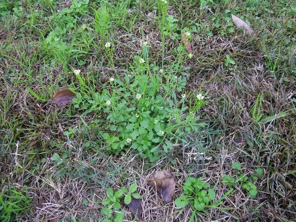 Cardamine hirsuta, hairy bittercress