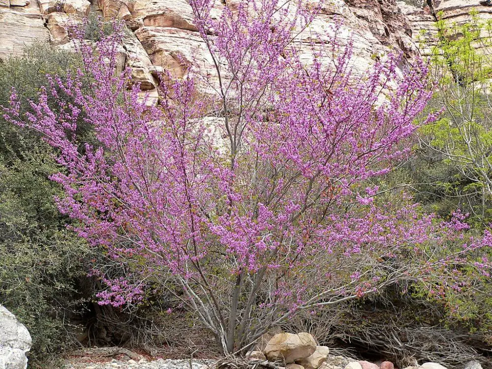 California redbud