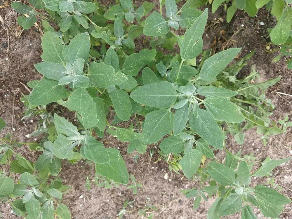 Chenopodium album