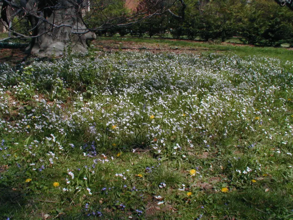 Spring beauty lawn patch