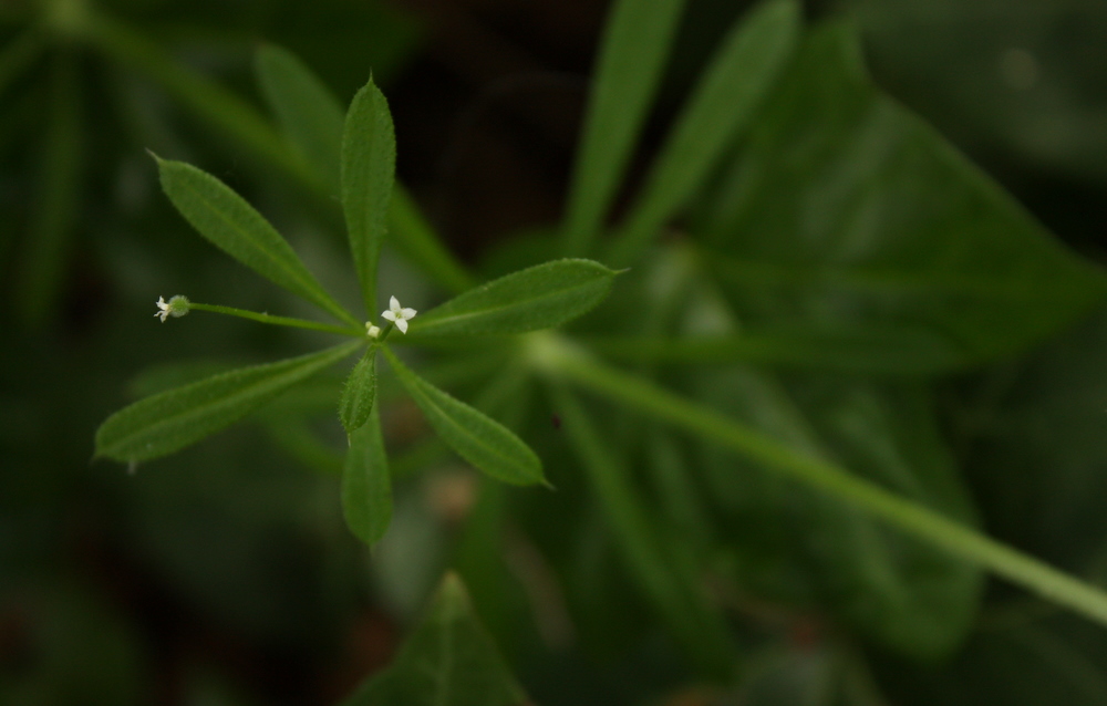 a-forager-s-guide-to-cleavers-galium-aparine-foragingguru