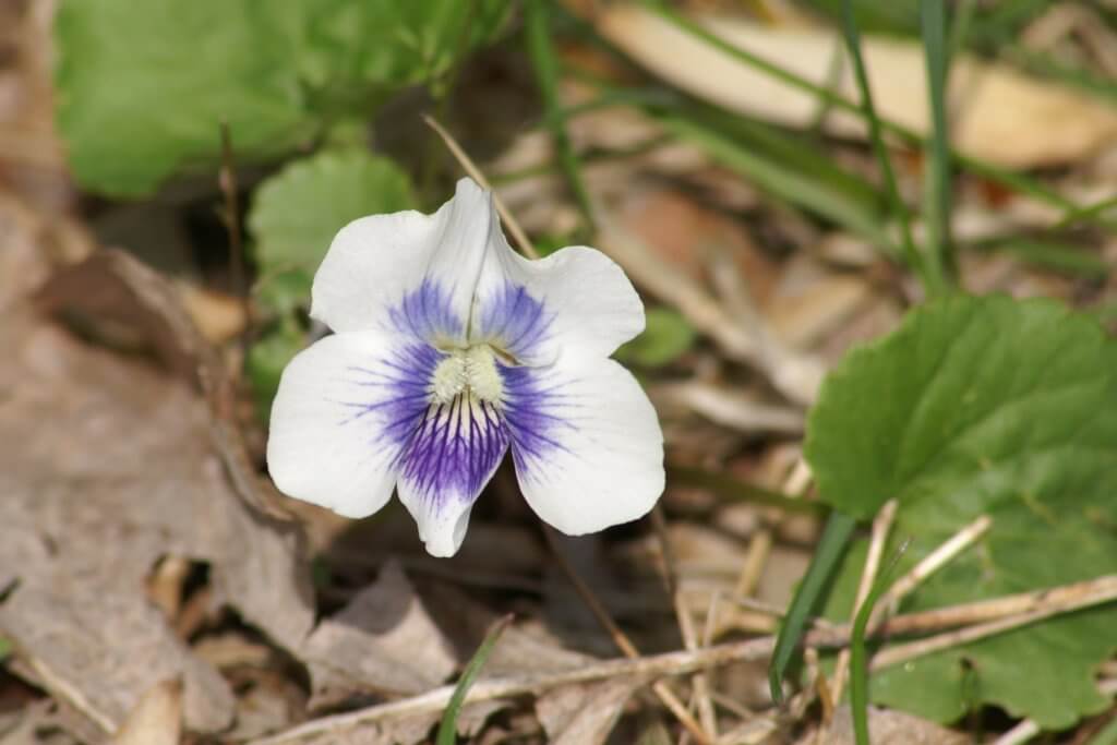 Common blue violet 'confederate' variety
