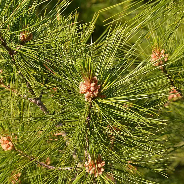 White pine needles