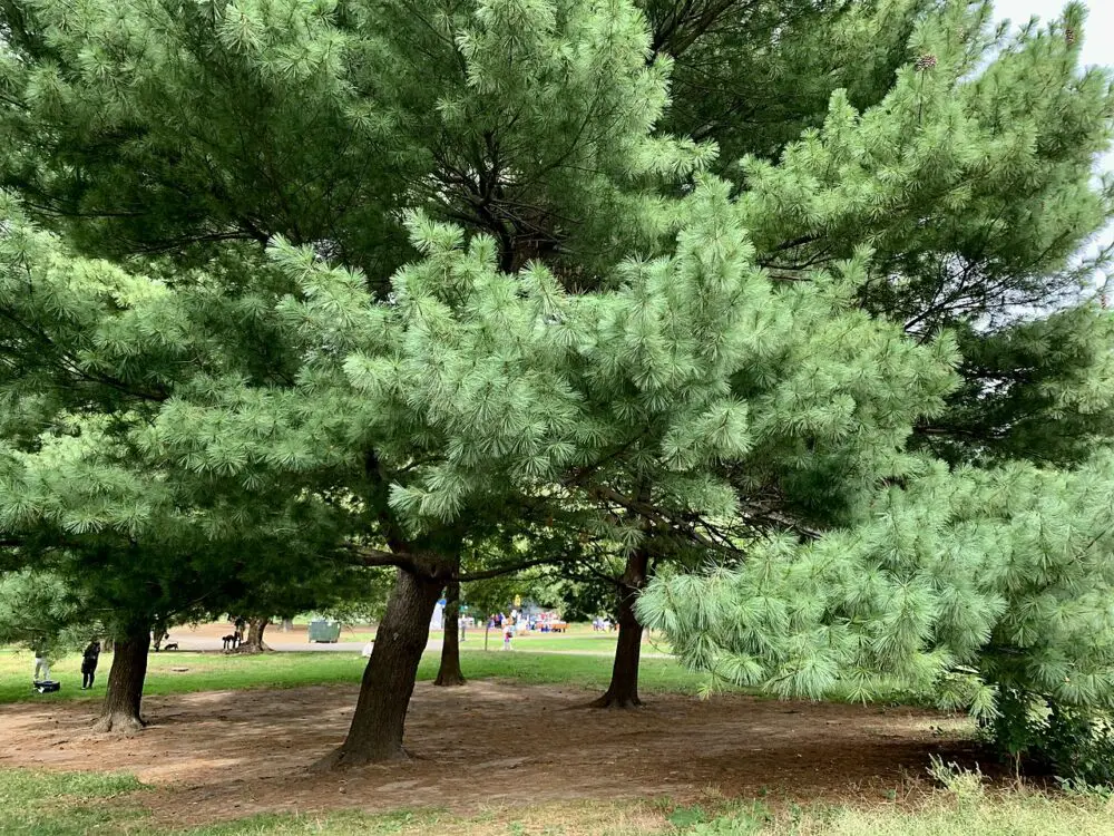 White Pine Identification, Uses, White Pine Needle Tea ForagingGuru