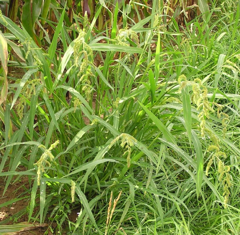 Echinochloa crus galli, barnyard grass