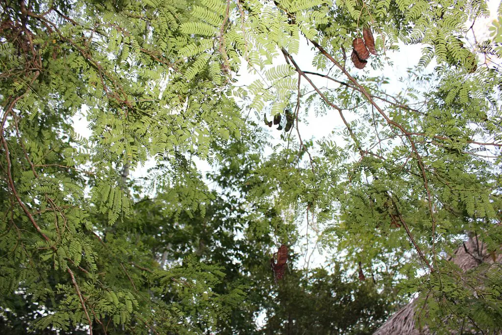 Ebenopsis ebano, Texas ebony