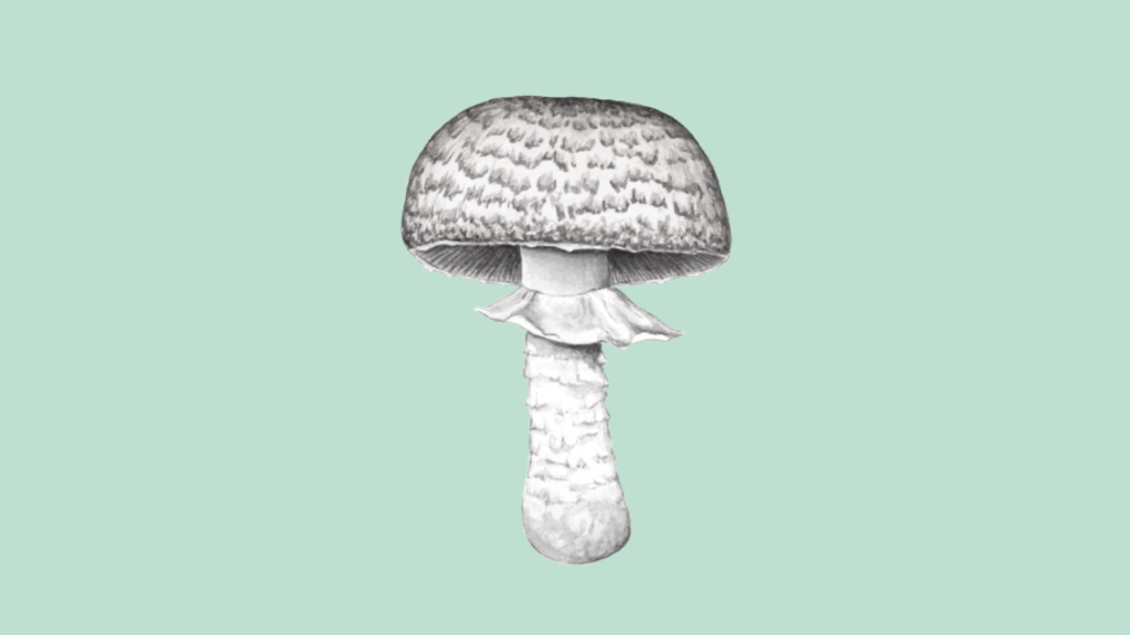 Prince Mushroom
