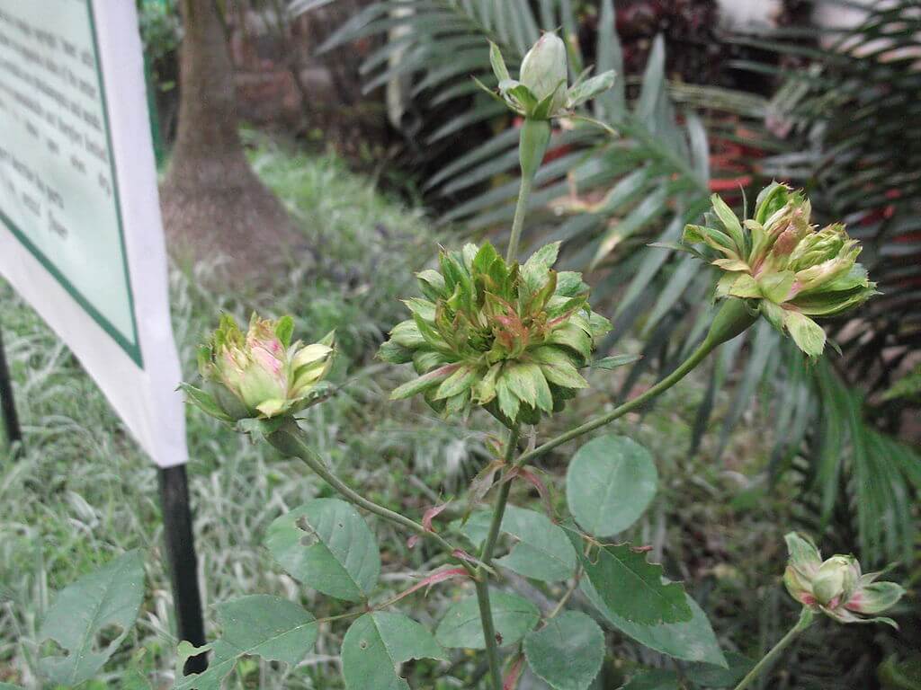 Green rose cultivar
