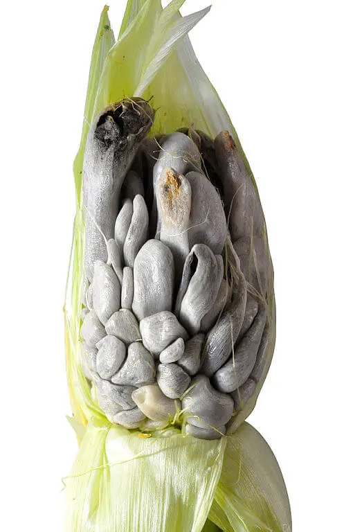 Cuitlacoche