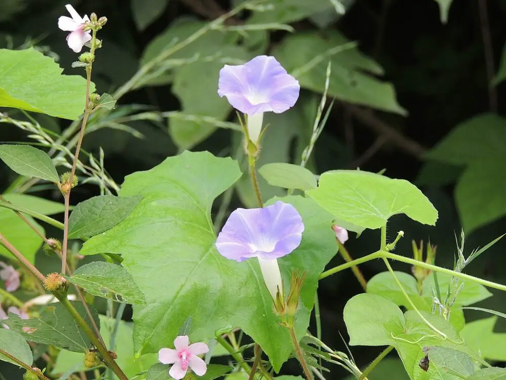 Japanese morning glory