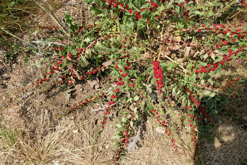 Chenopodium foliosum, leafy goosefoot