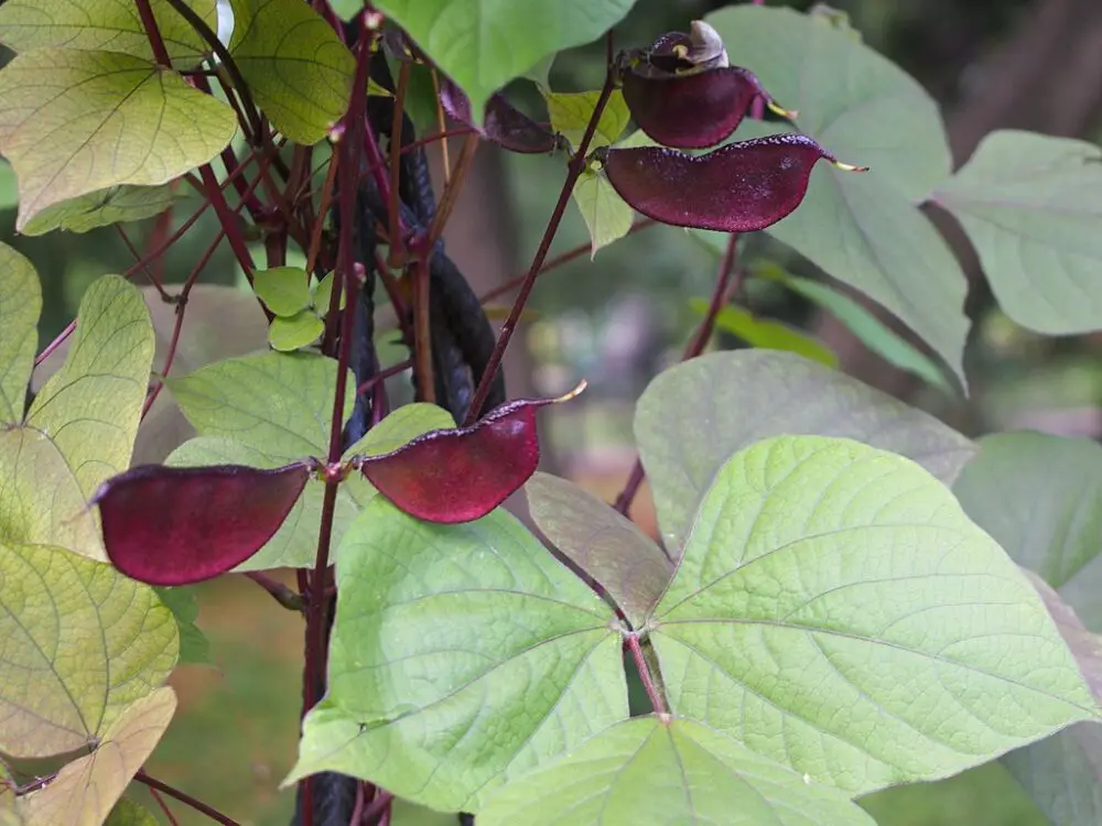 Hycinth bean vine