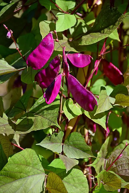 Purple hyacinth beans