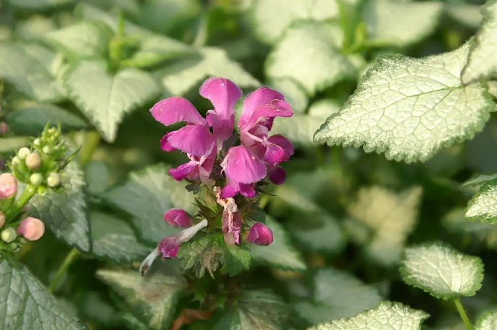 Spotted dead nettle flower