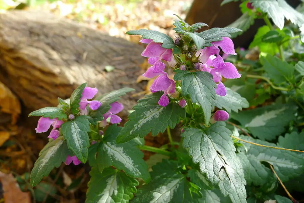 Lamium maculatum, spotted dead nettle