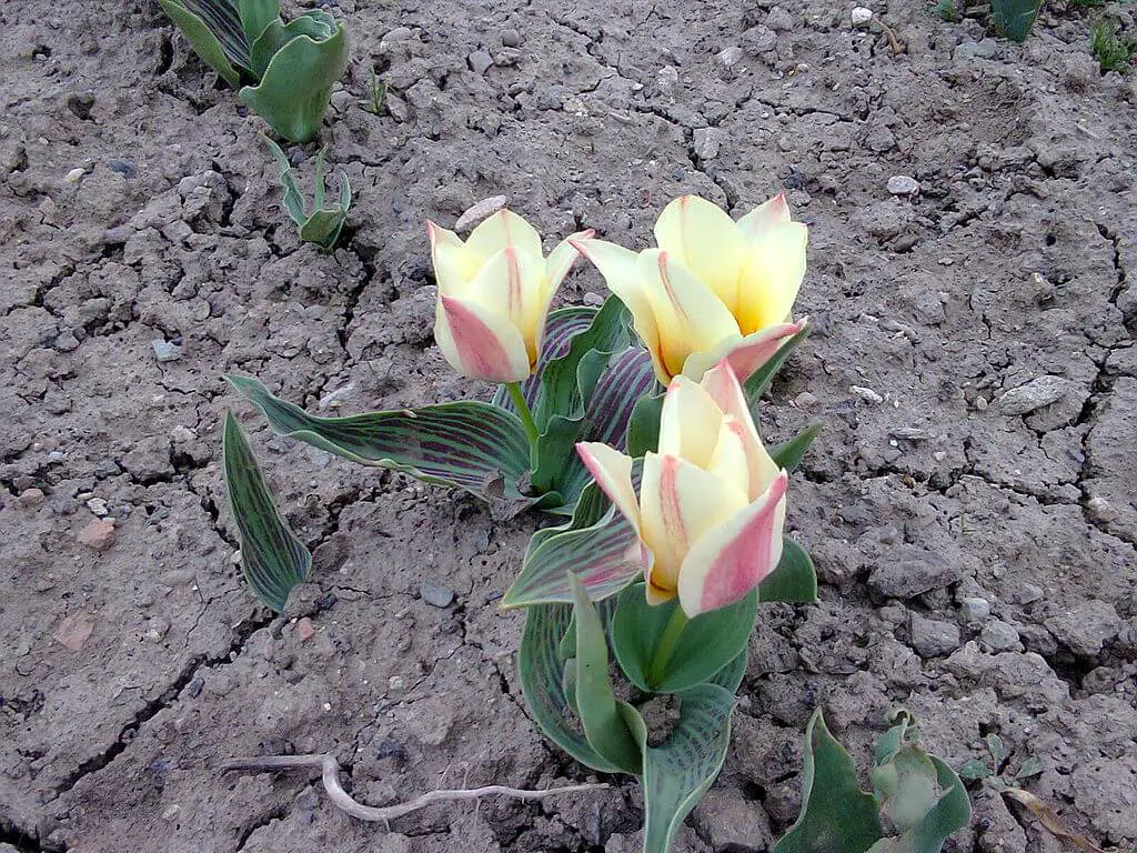 Tulipa gesneriana