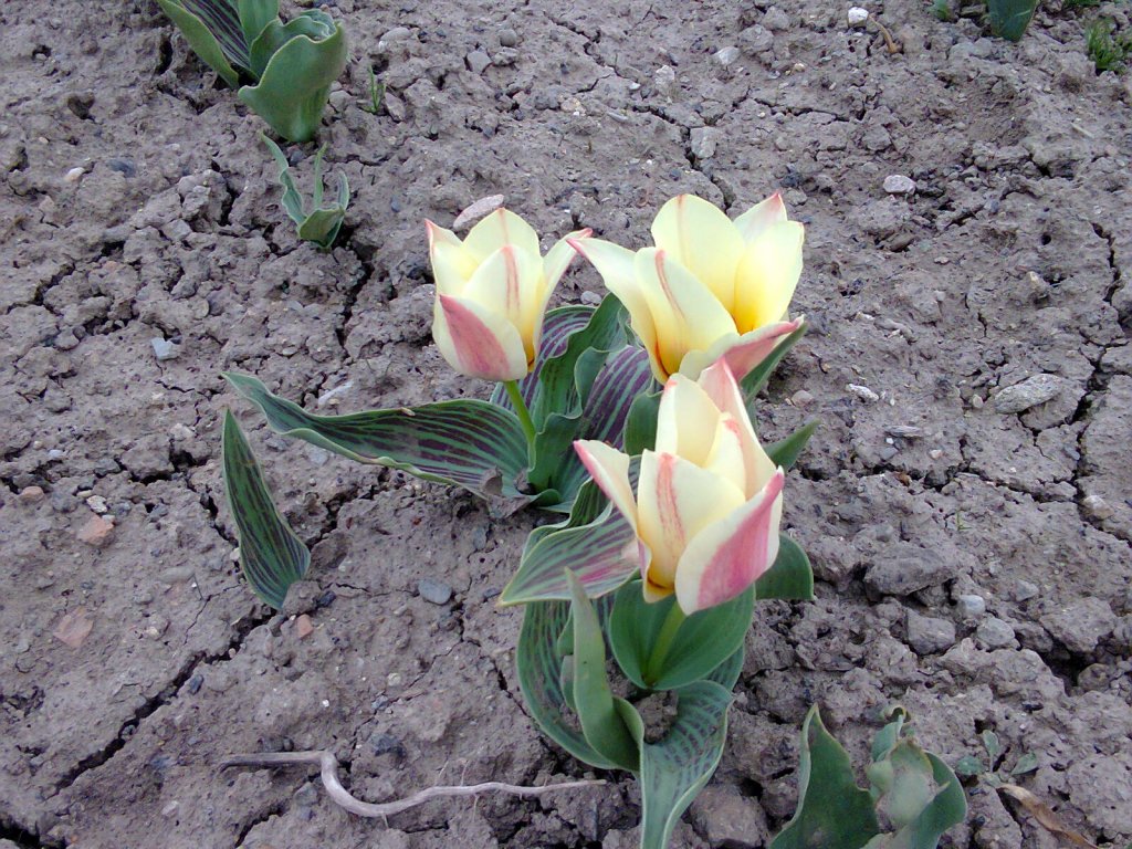 Didier's or garden tulips