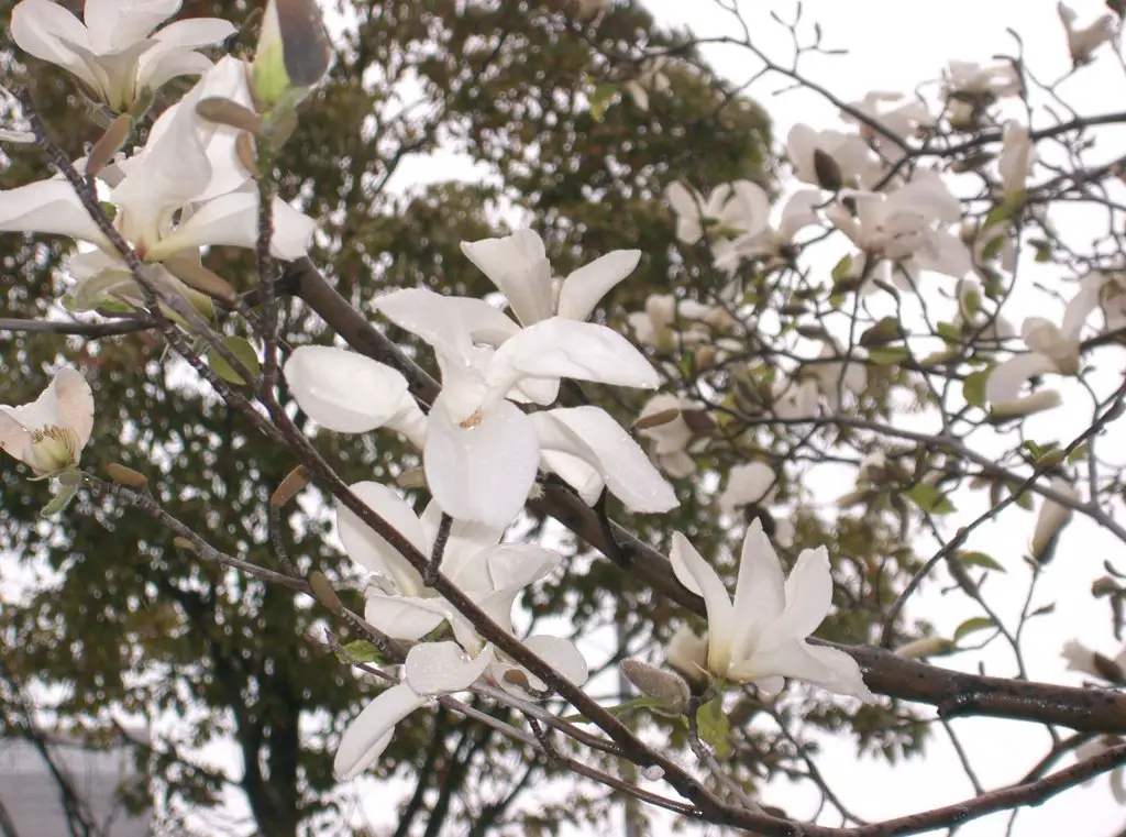 Magnolia kobus flowers