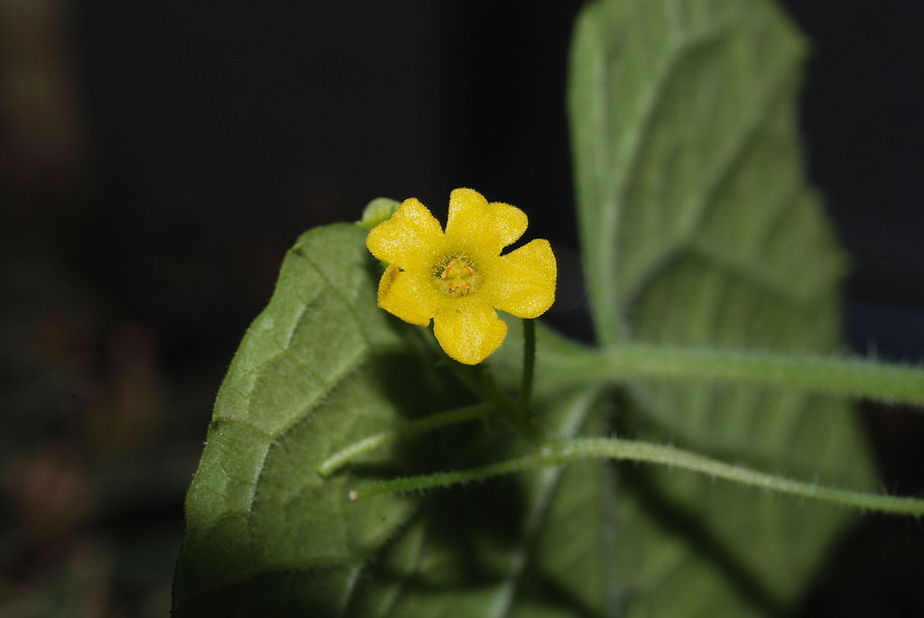 Melothria scabra flower