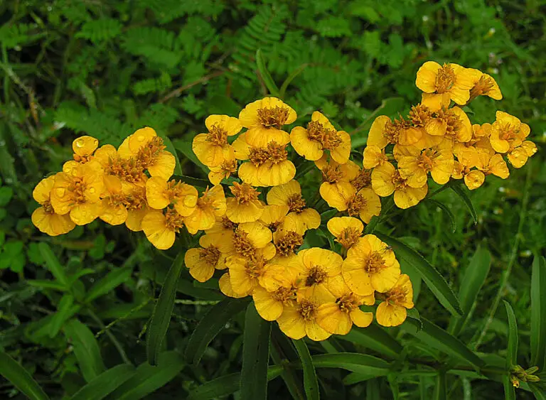 Are Marigolds Are Edible (& How To Use Them In Recipes)