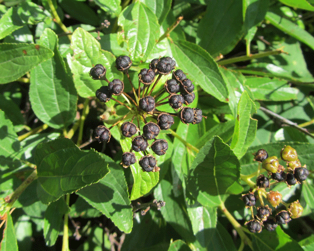 New Jersey tea berries - not edible