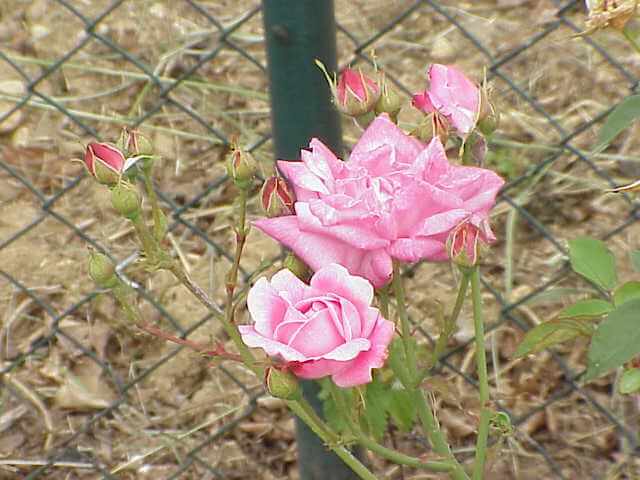 Old blush cultivar