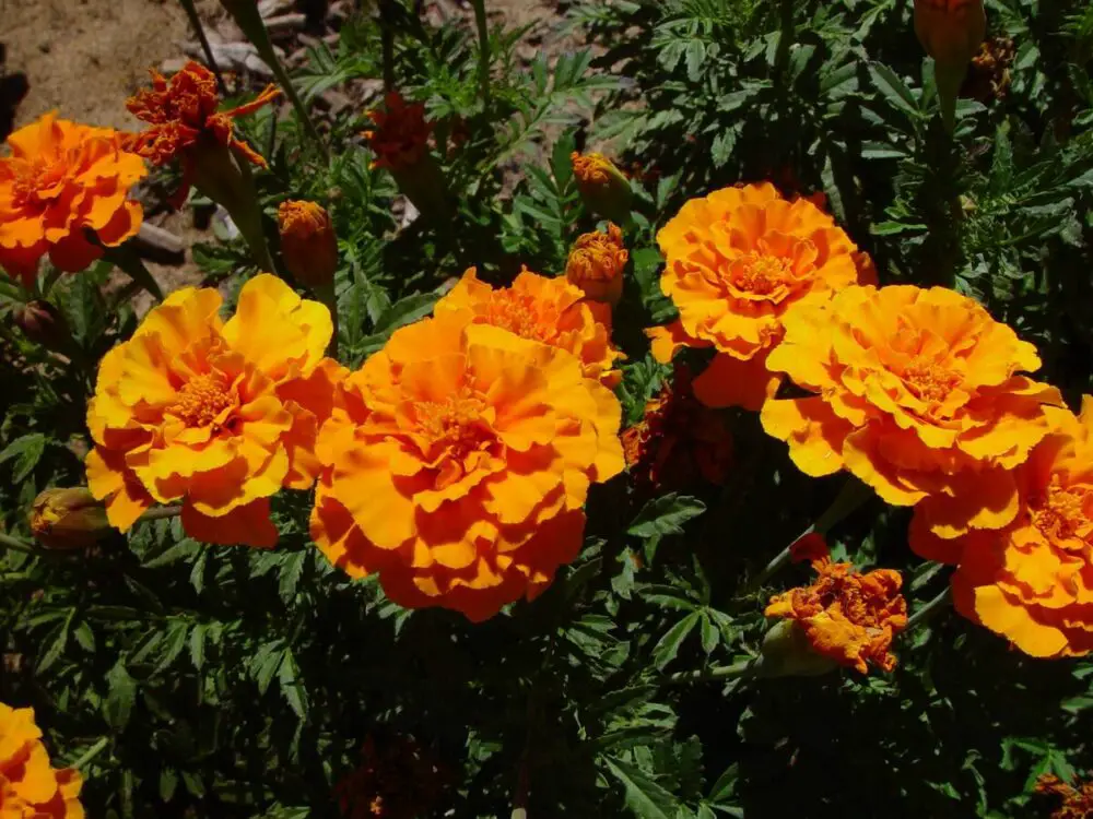 Are Marigolds Edible: Edible Varieties Listed! | ForagingGuru