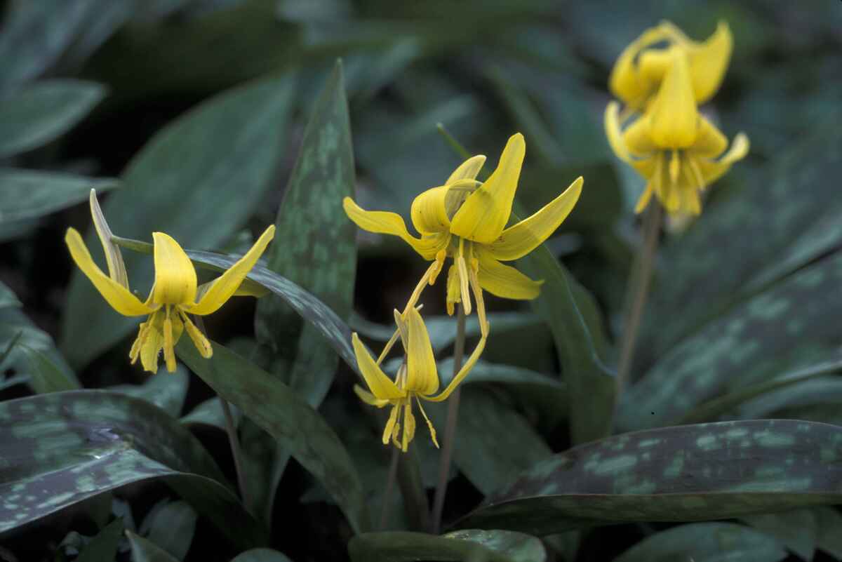 Yellow Trout Lily Erythronium Americanum Edibility Uses Plant Care