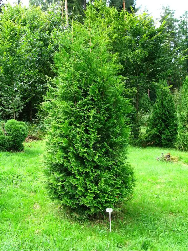 Thuja occidentalis 'brabant'