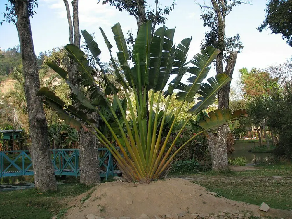 How to grow & care Ravenala Madagascariensis / Traveller Palm  ट्रैवलर पाम  को लगाना और उसकी देखभाल 