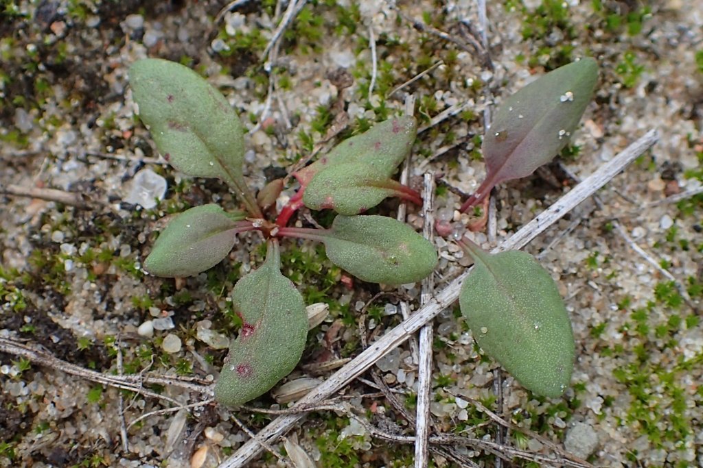 Rumex acetosella leaves