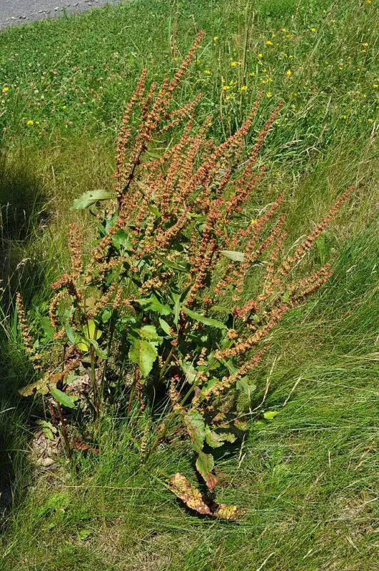 Rumex crispus, yellow dock