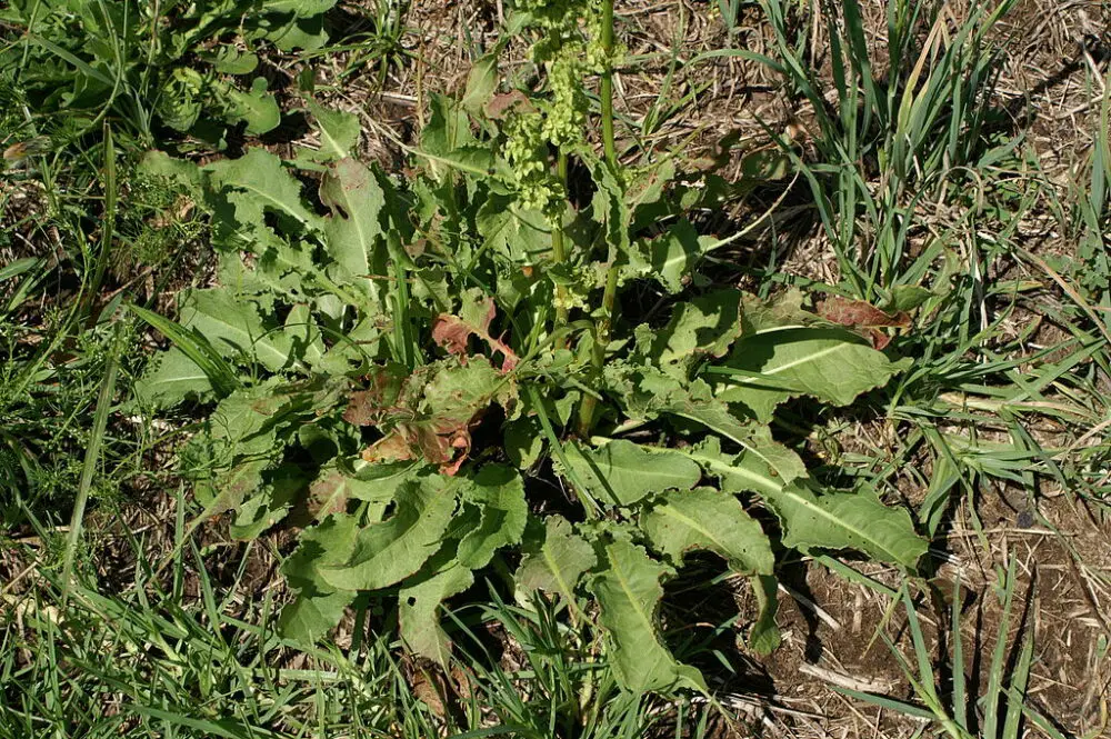 Yellow dock leaves