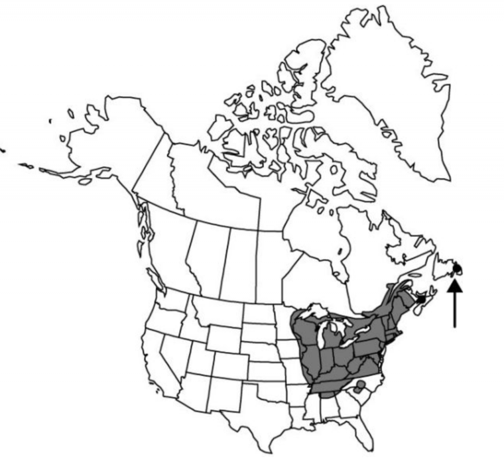 Erythronium americanum distribution map