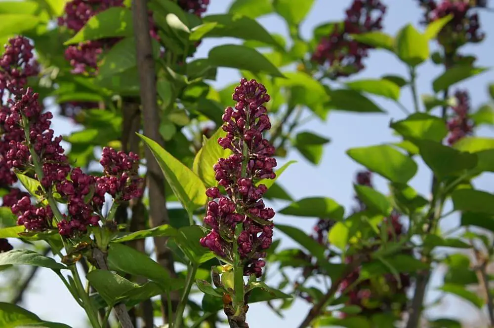 Syringa vulgaris Charles Joly