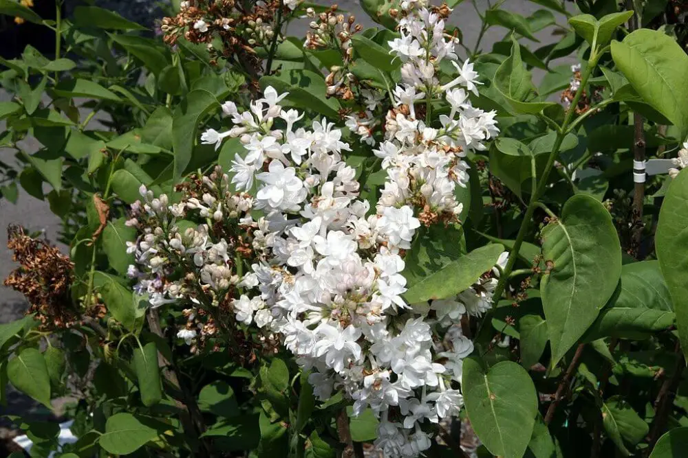 Syringa vulgaris Krasavitsa Moskvy