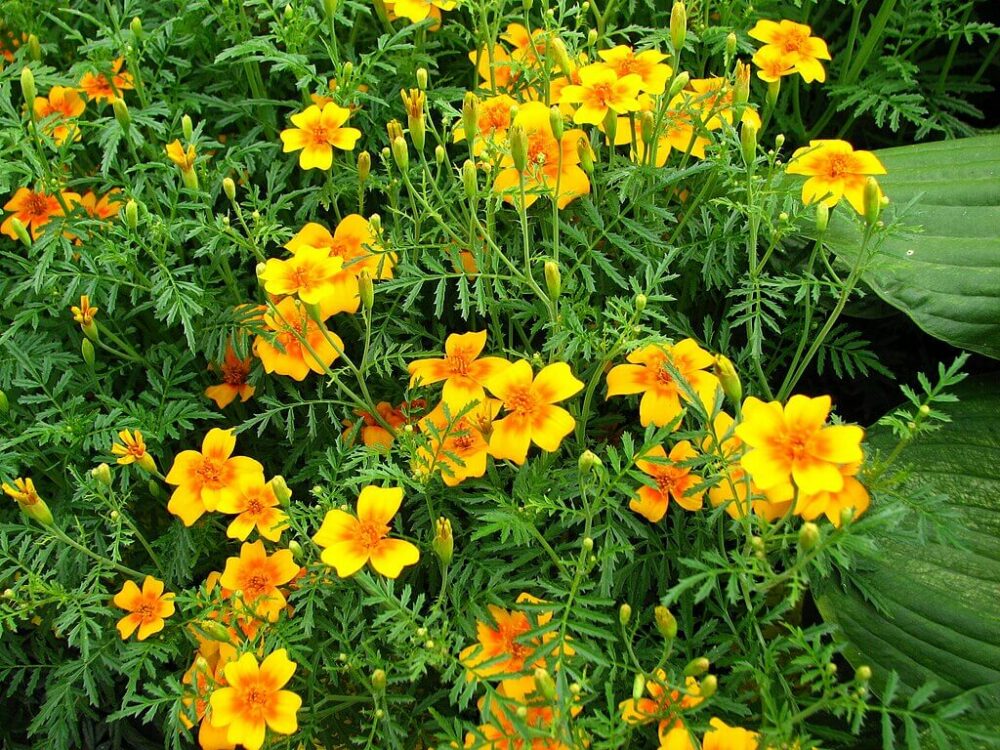 Signet marigolds