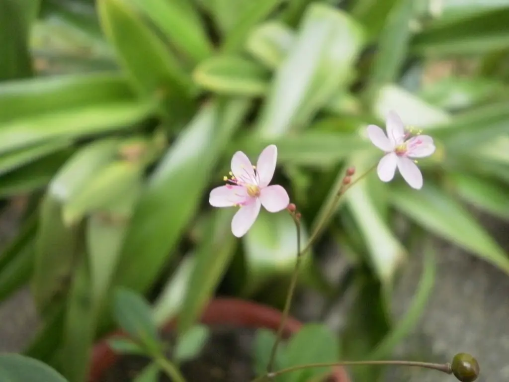 Jewels of Opar flowers