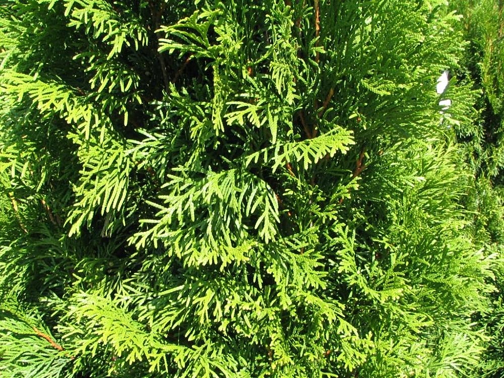 Thuja Occidentalis: Identification And Edible Uses | ForagingGuru