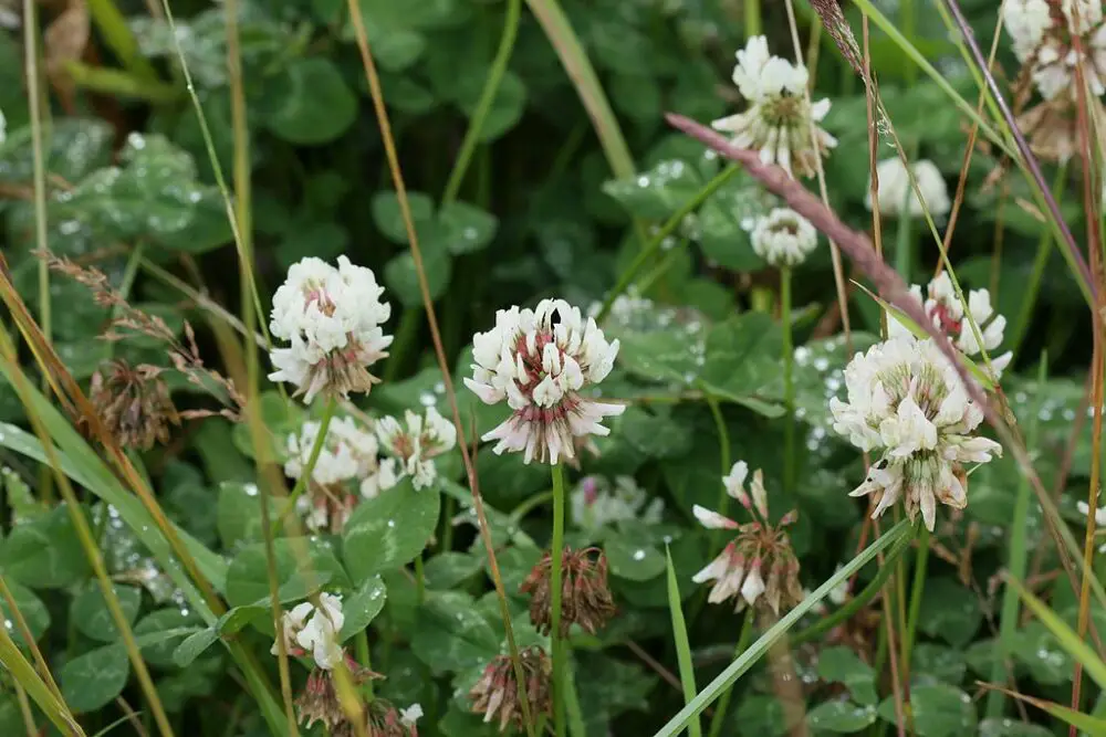 White clover