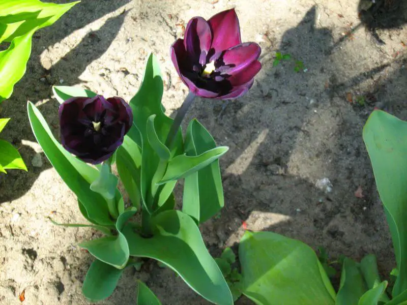 Tulipa gesneriana