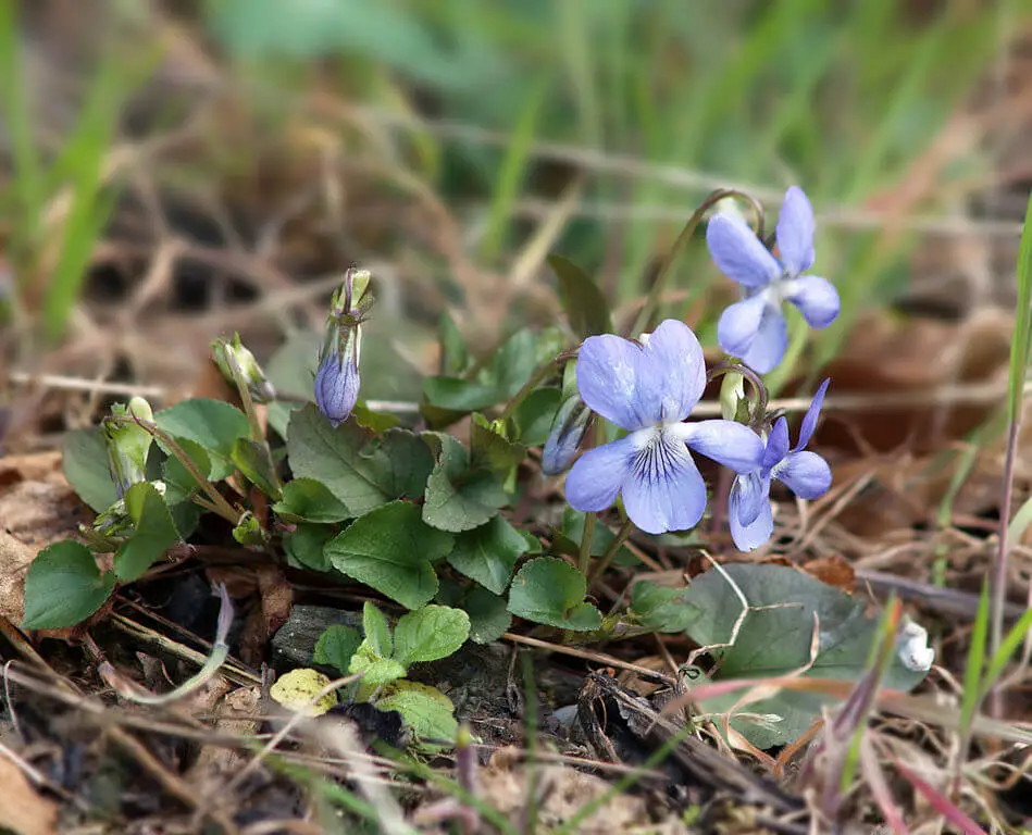 Dog violet