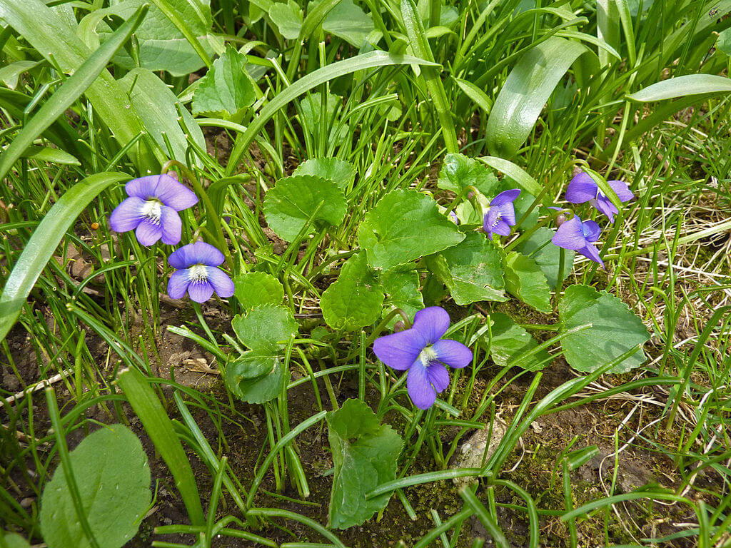 Common blue violet
