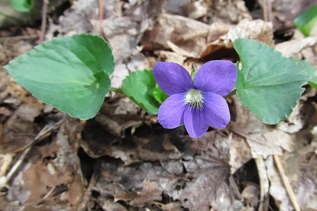 Common blue violet