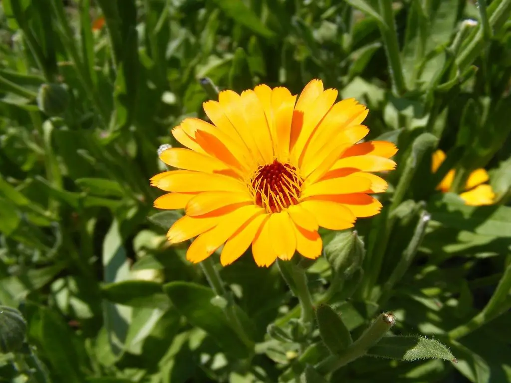 Are Marigolds Edible: Edible Varieties Listed! | ForagingGuru