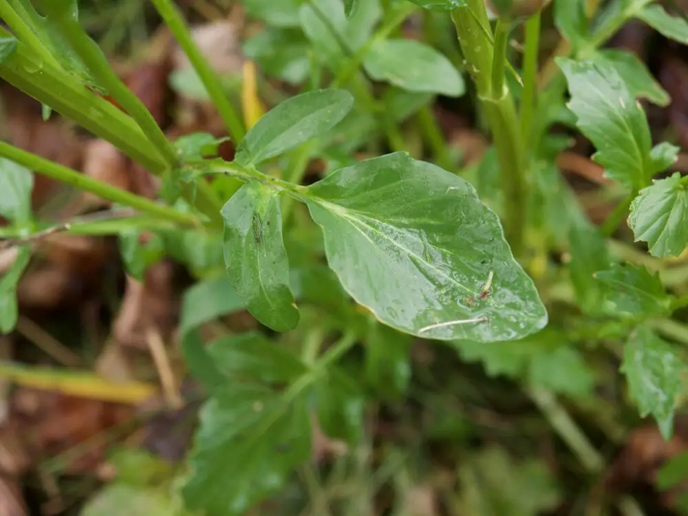 Yellow rocket leaves