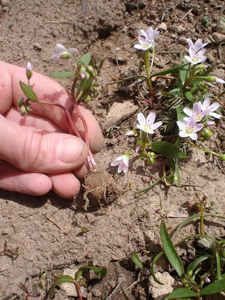 Spring beauty tuber