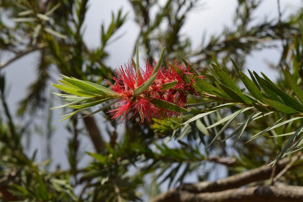 Bottlebrush Tree Tea, Medicinal Uses & Growing Guide ForagingGuru