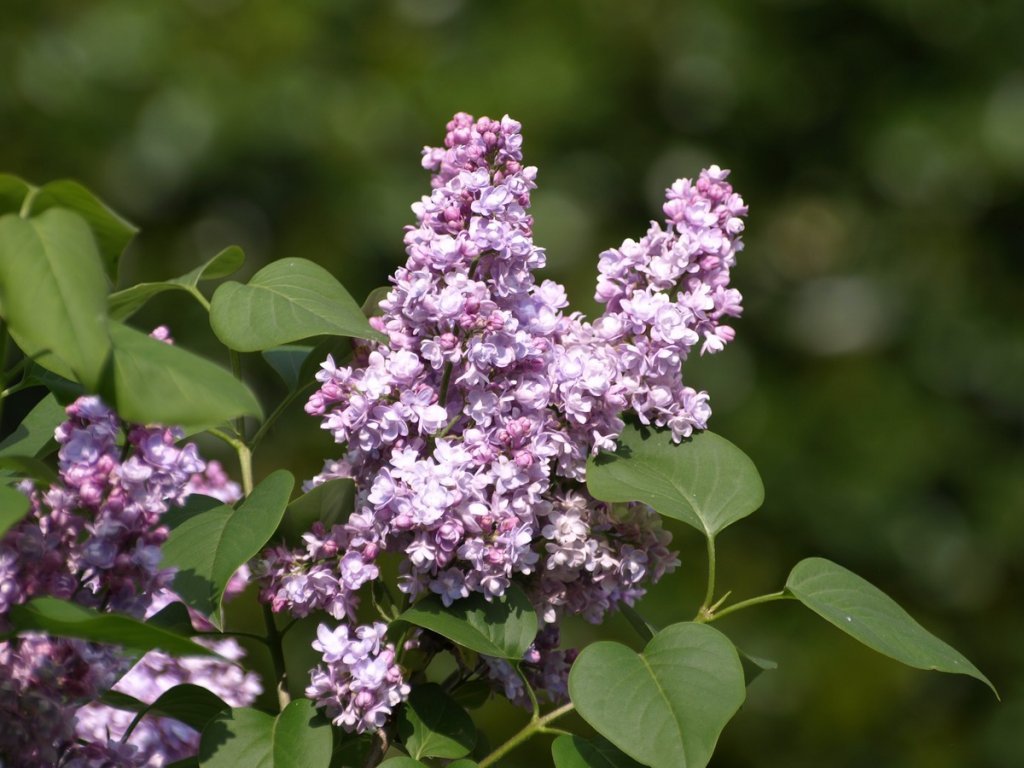 Are Lilacs Edible How To Cook & Eat Lilacs! ForagingGuru