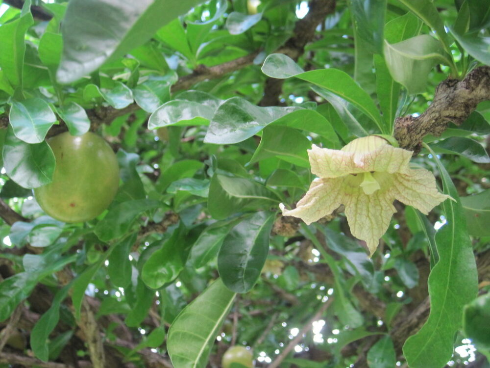 Calabash tree fruit and flower